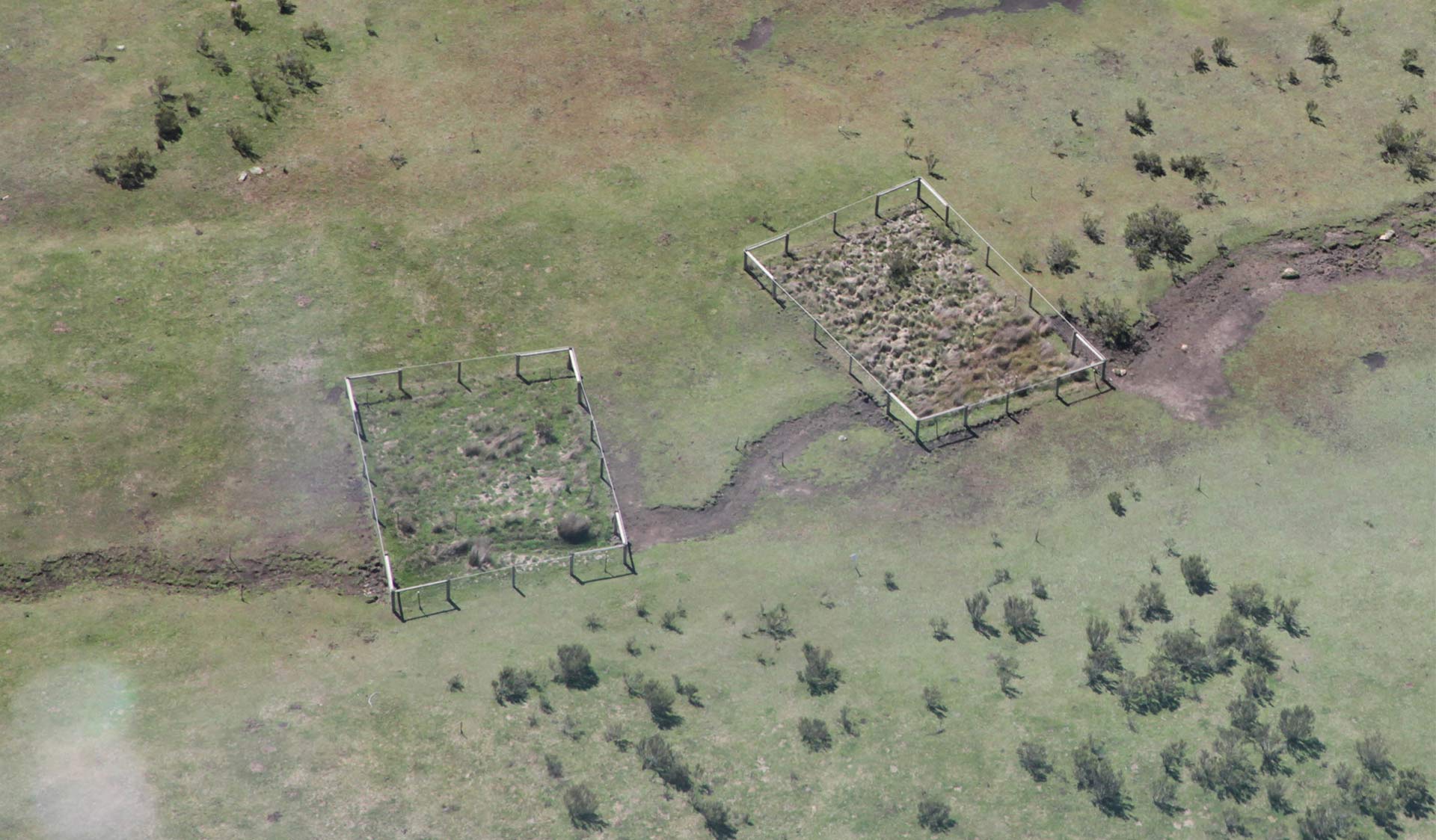 Aerial view of two exclusion plots in the Alpine National Park showing intact native vegetation inside the fence and feral horse tracks and damage outside the fence