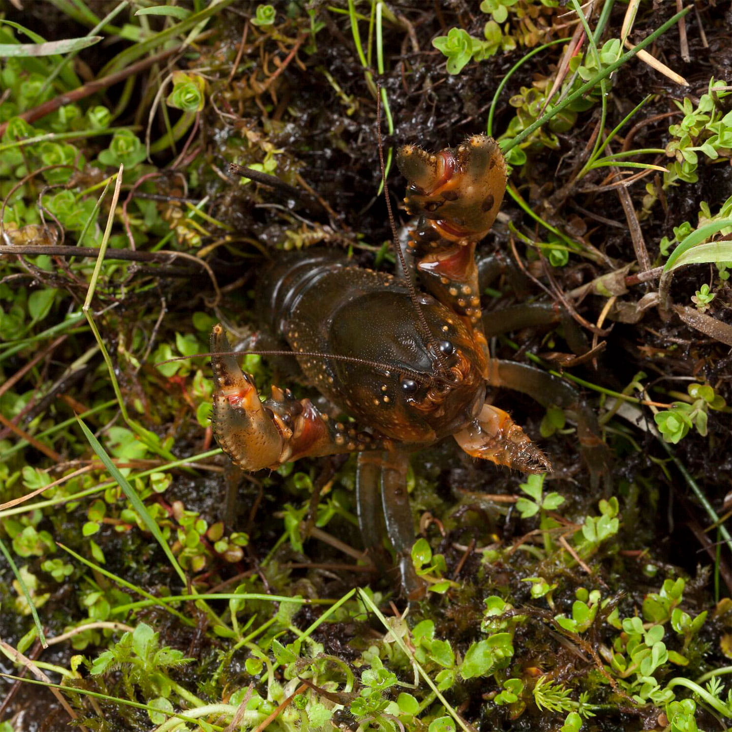 Alpine crayfish.
