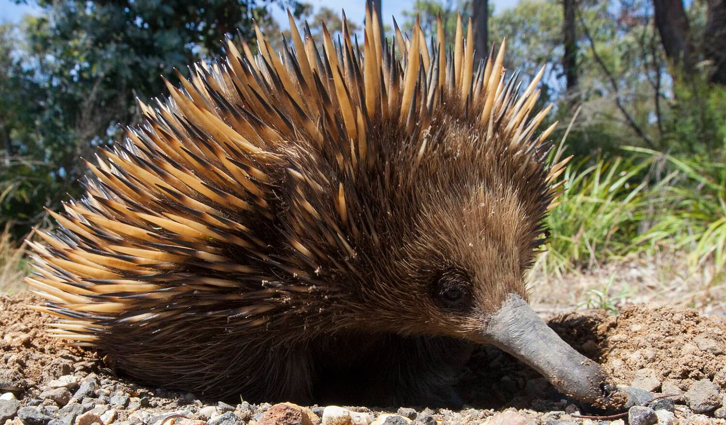 Echidna.