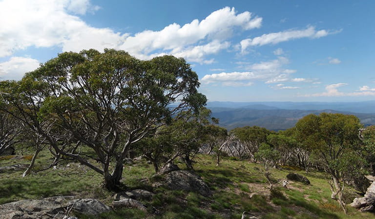 Mount Wills Historic Area