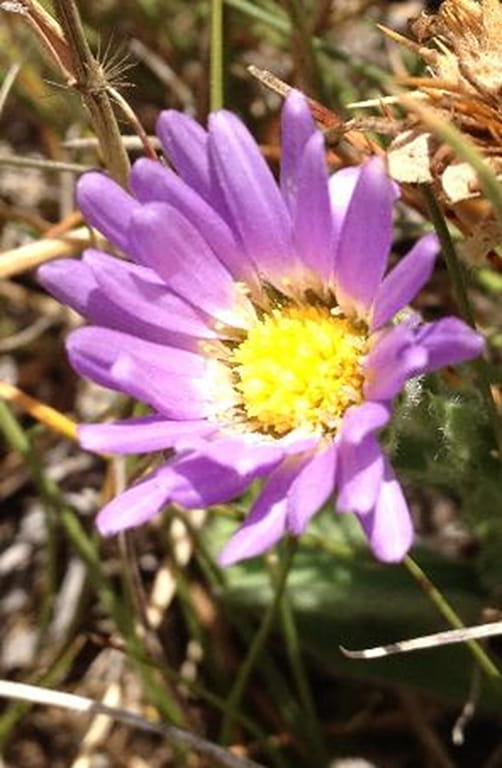 Mountain-Burr daisy.
