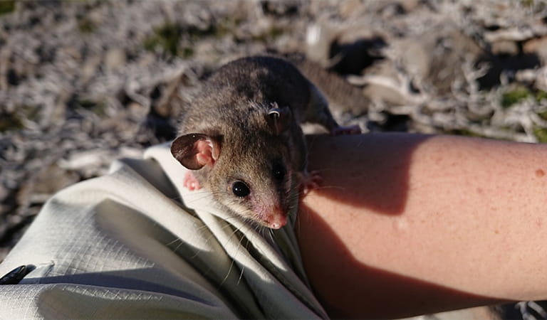 Mountain Pygmy Possum.