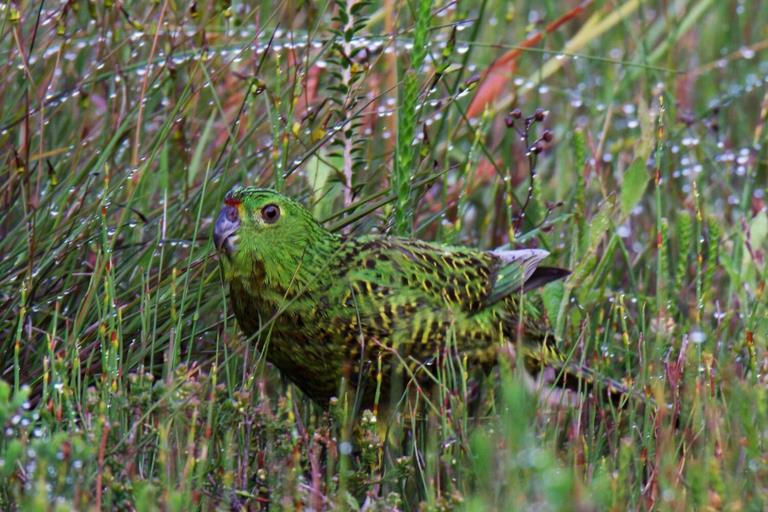 A green bird sits atop of grasses