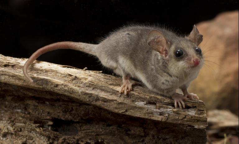 A bug-eyed possum is sitting on top of decaying wood