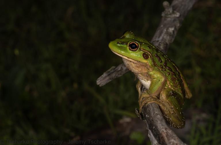 A green frog sits on top of a brown branch