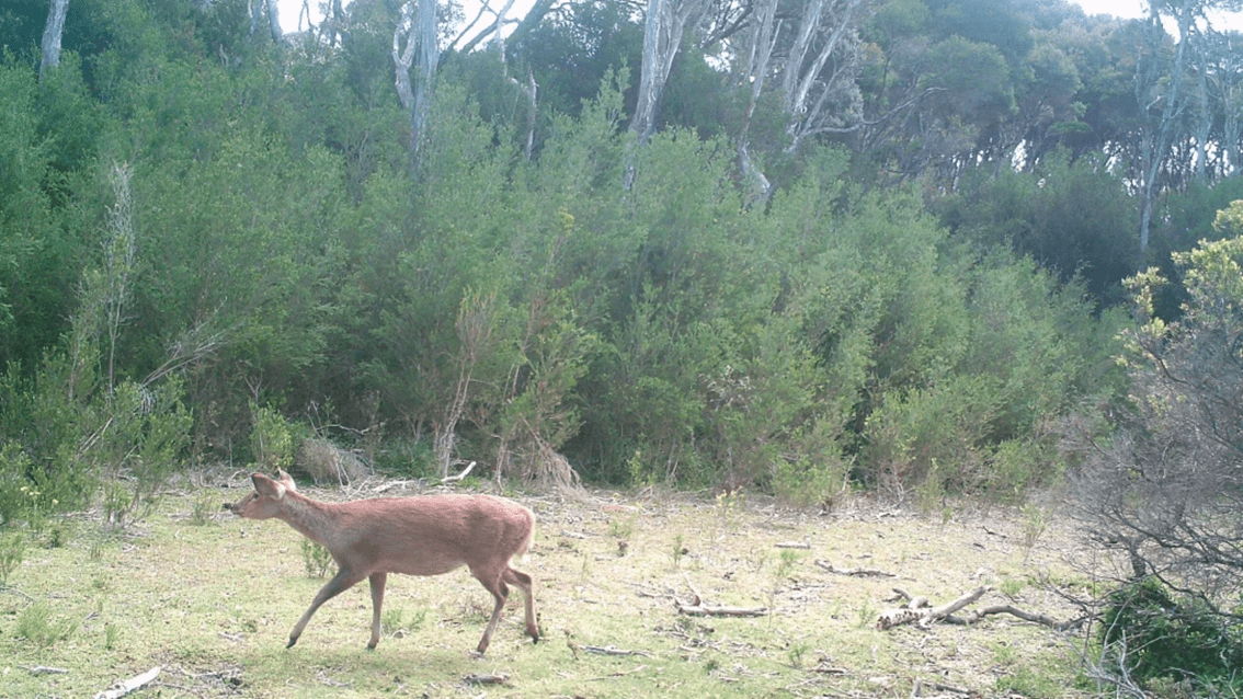 A hog deer stands in an open clearing