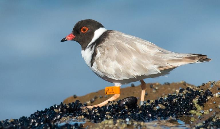 a black and white bird sits atop of rocks