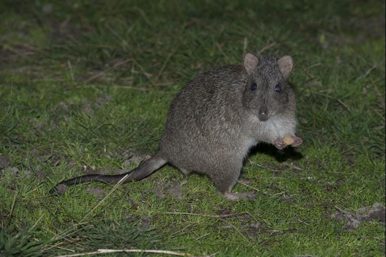 a grey brown kangaroo relative stands ontop of grass holding a food item