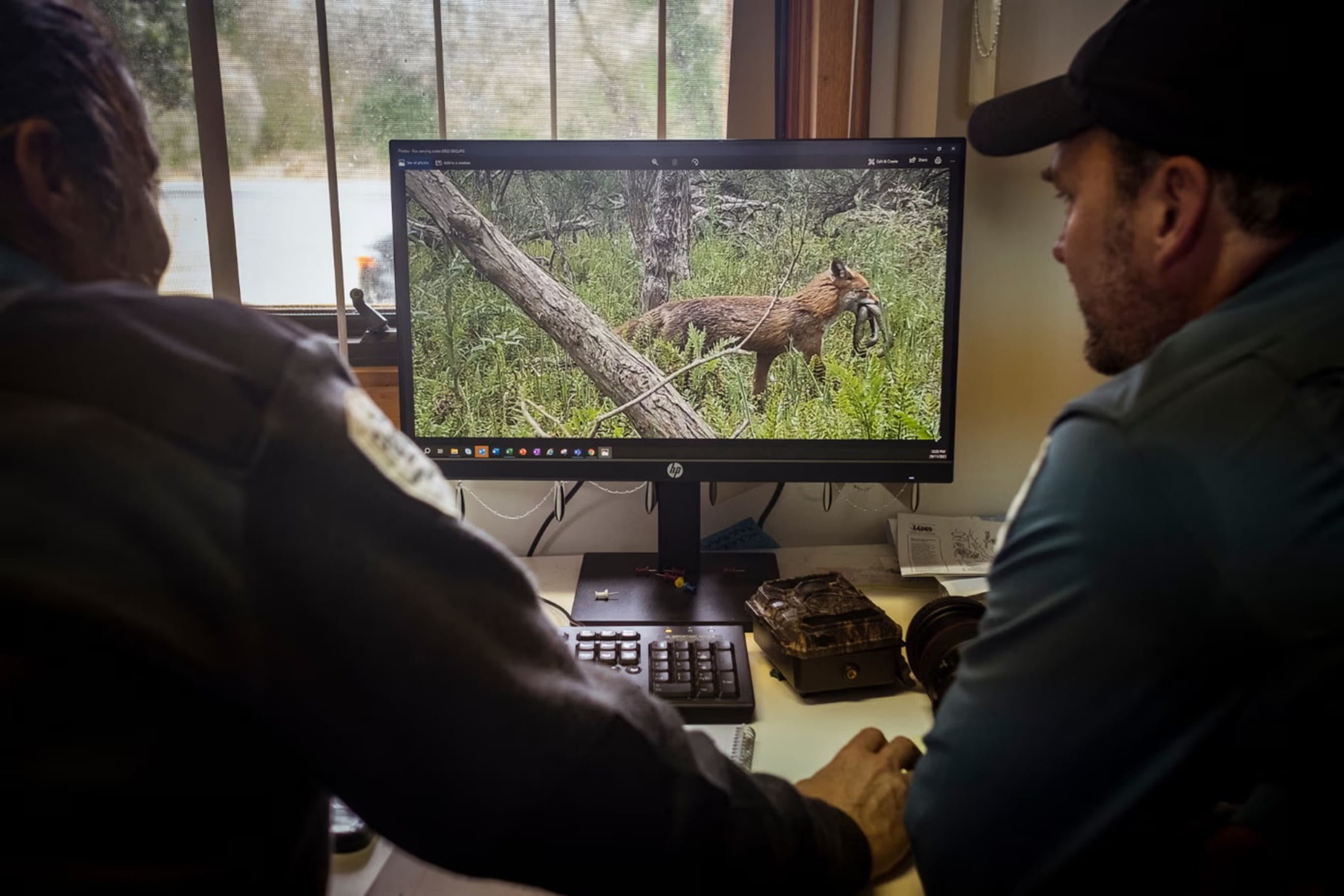 two staff are looking into a computer screen - a fox with a native animal is in the middle of the computers image
