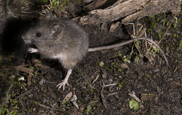 A small native mouse is in teh middle of the image, it has a long tail