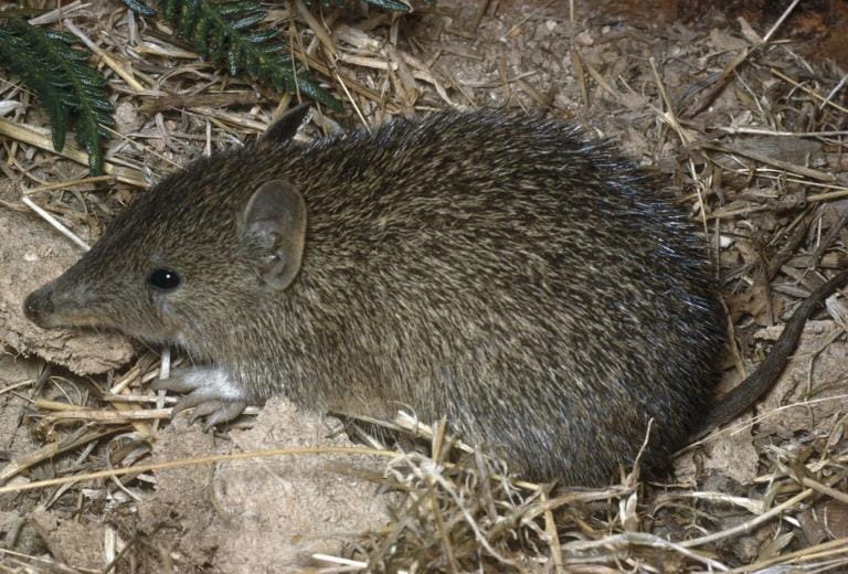 A fat little bandicoot is resting atop of straw and dirt