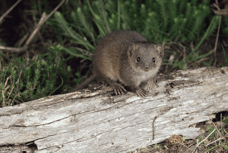 A small weasel like marsupial sits atop of a log.