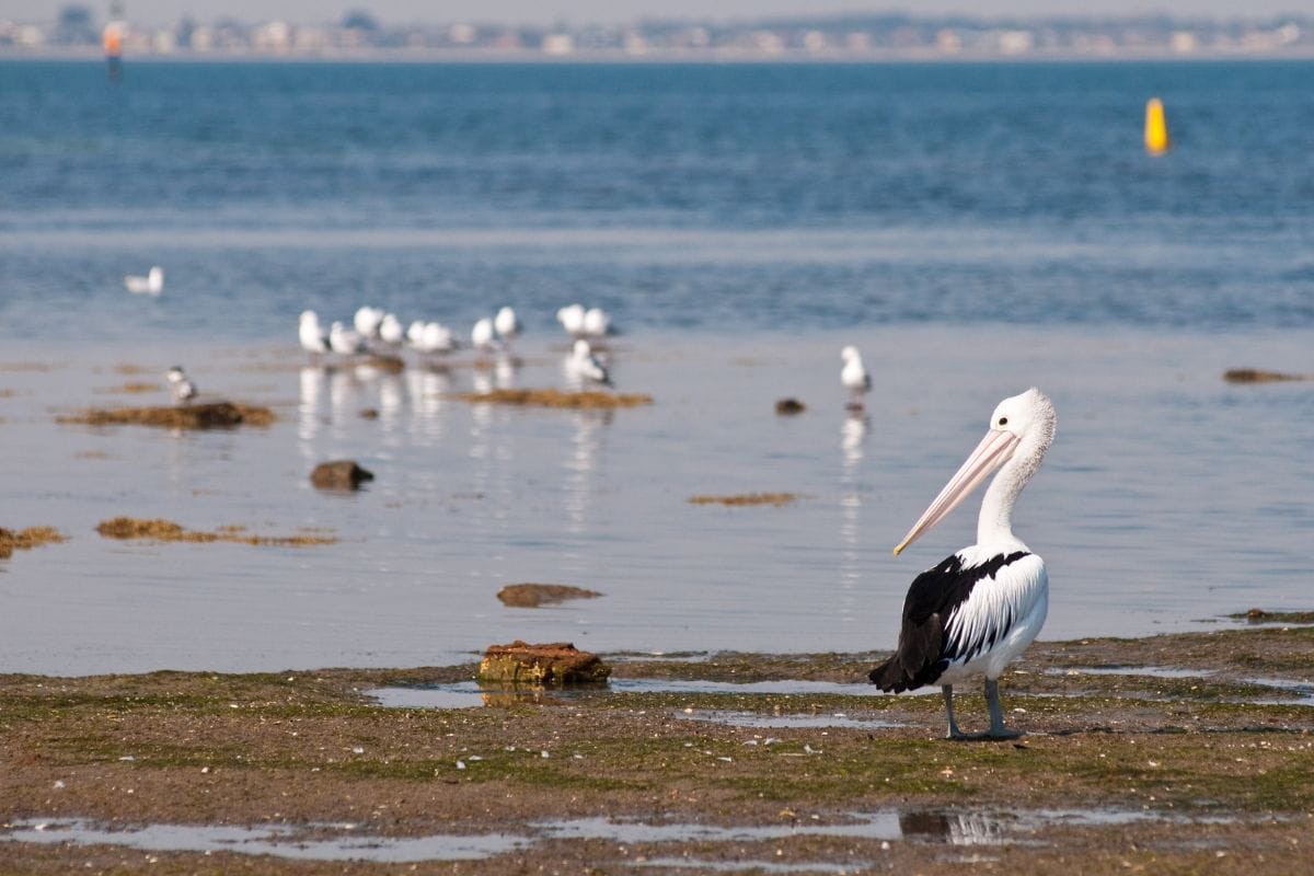 Pelican on tidal flats in Port Phillip