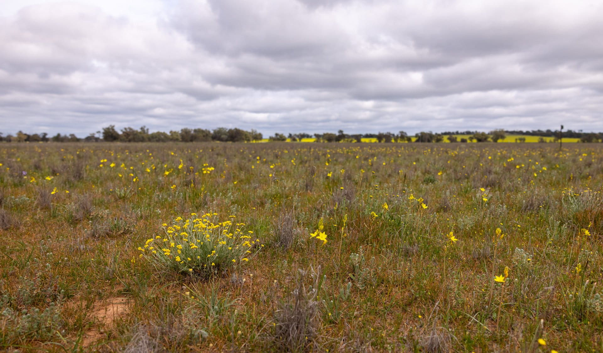 Yellow grass field
