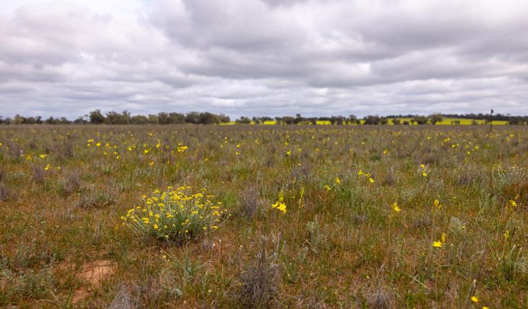 Yellow grass field
