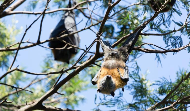 Two flying foxes hang from a tree in Yarra Bend.