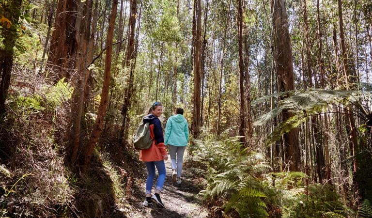 Two people take a mindfulness walk in Kinglake National Park.