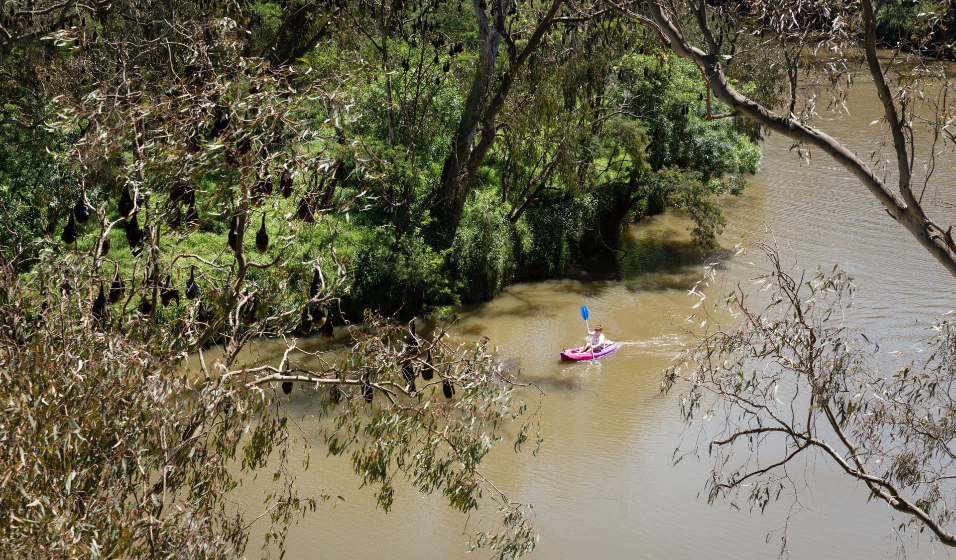 Person paddling canoe down Yarra Bend Park river.