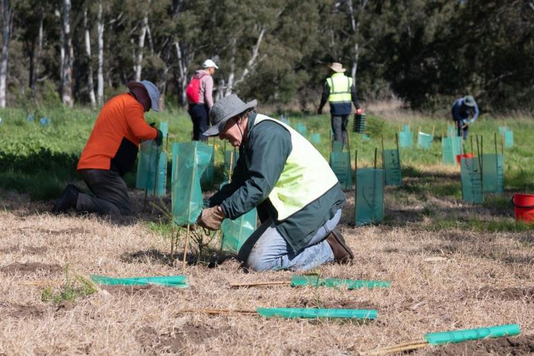 Volunteers tree planting