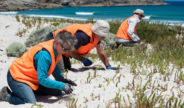 Volunteers on a beach