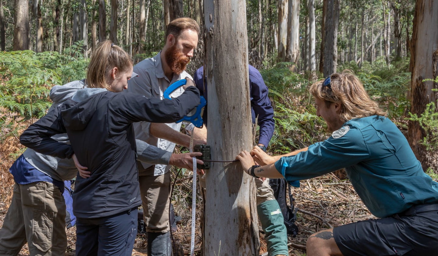 A group of people attach a trail camera to a tree.