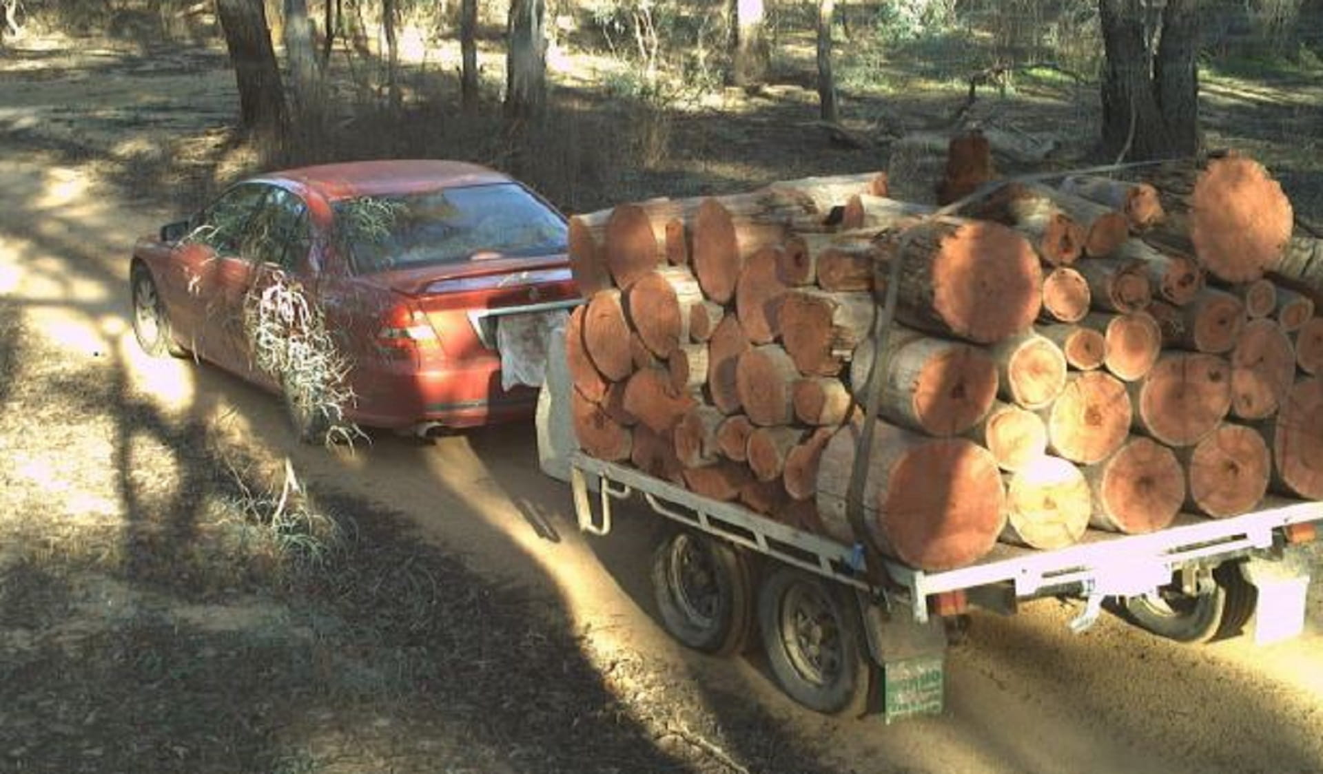Illegally felled timber from the Lower Goulburn National Park loaded onto trailer for illegal firewood trade