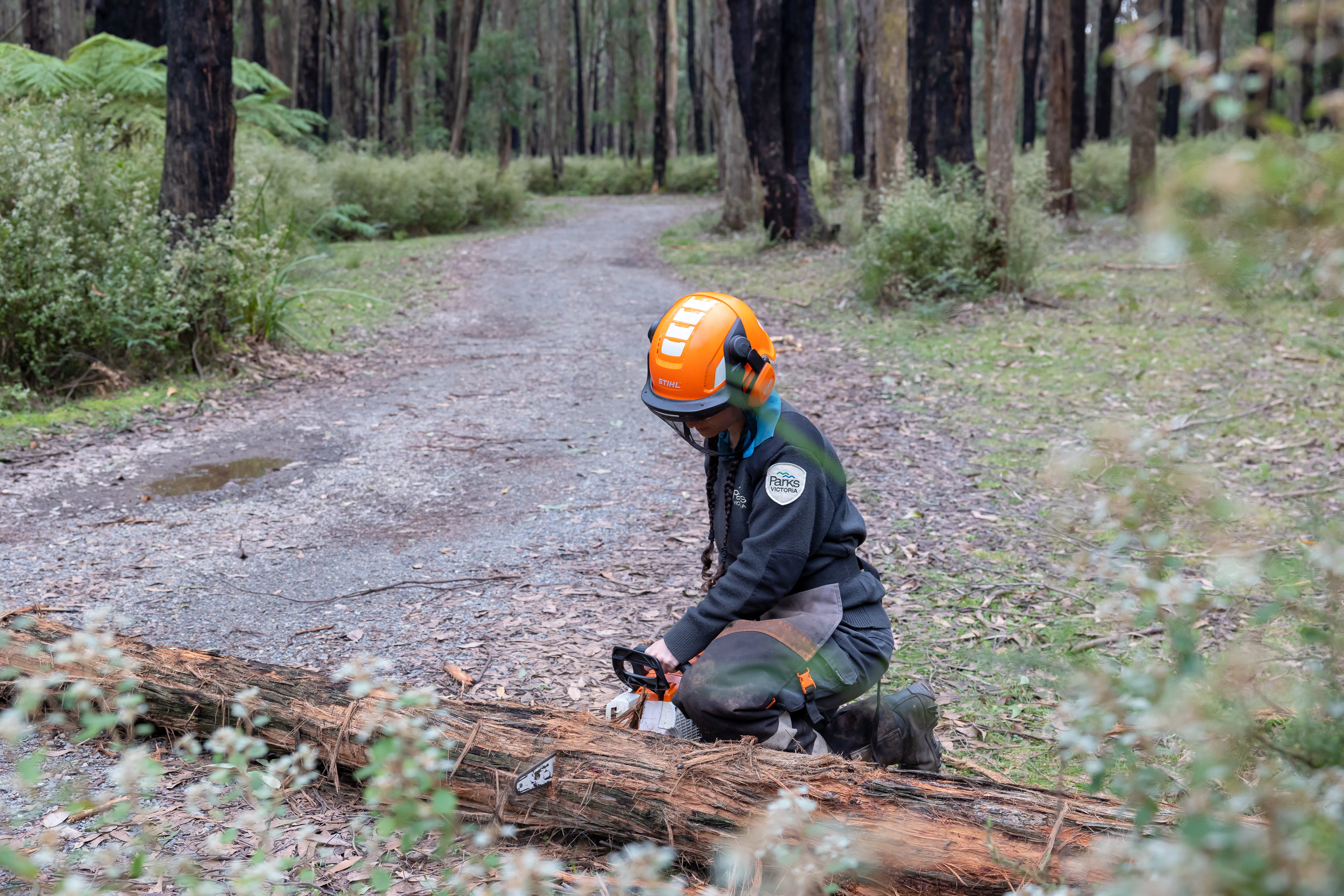 Ranger at work felling fallen stump