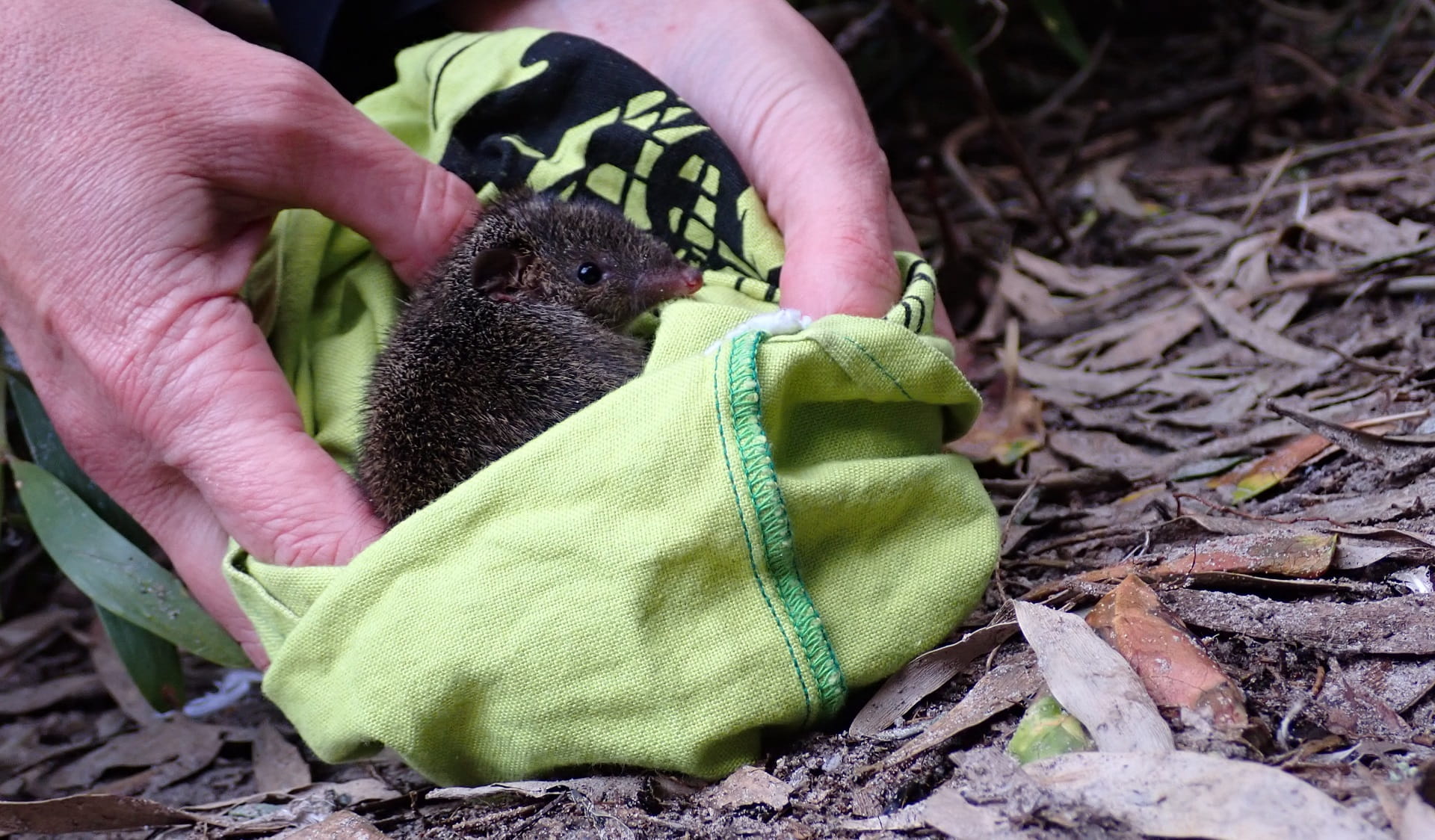 Release of Swamp Antechinus at Wilsons Promontory National Park