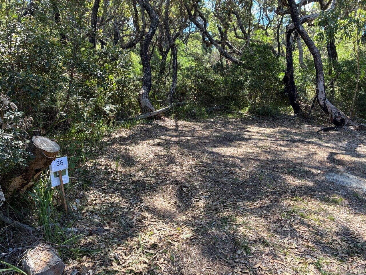 Thurra River campsite with a sign that says 36 with empty camping space surrounded by trees