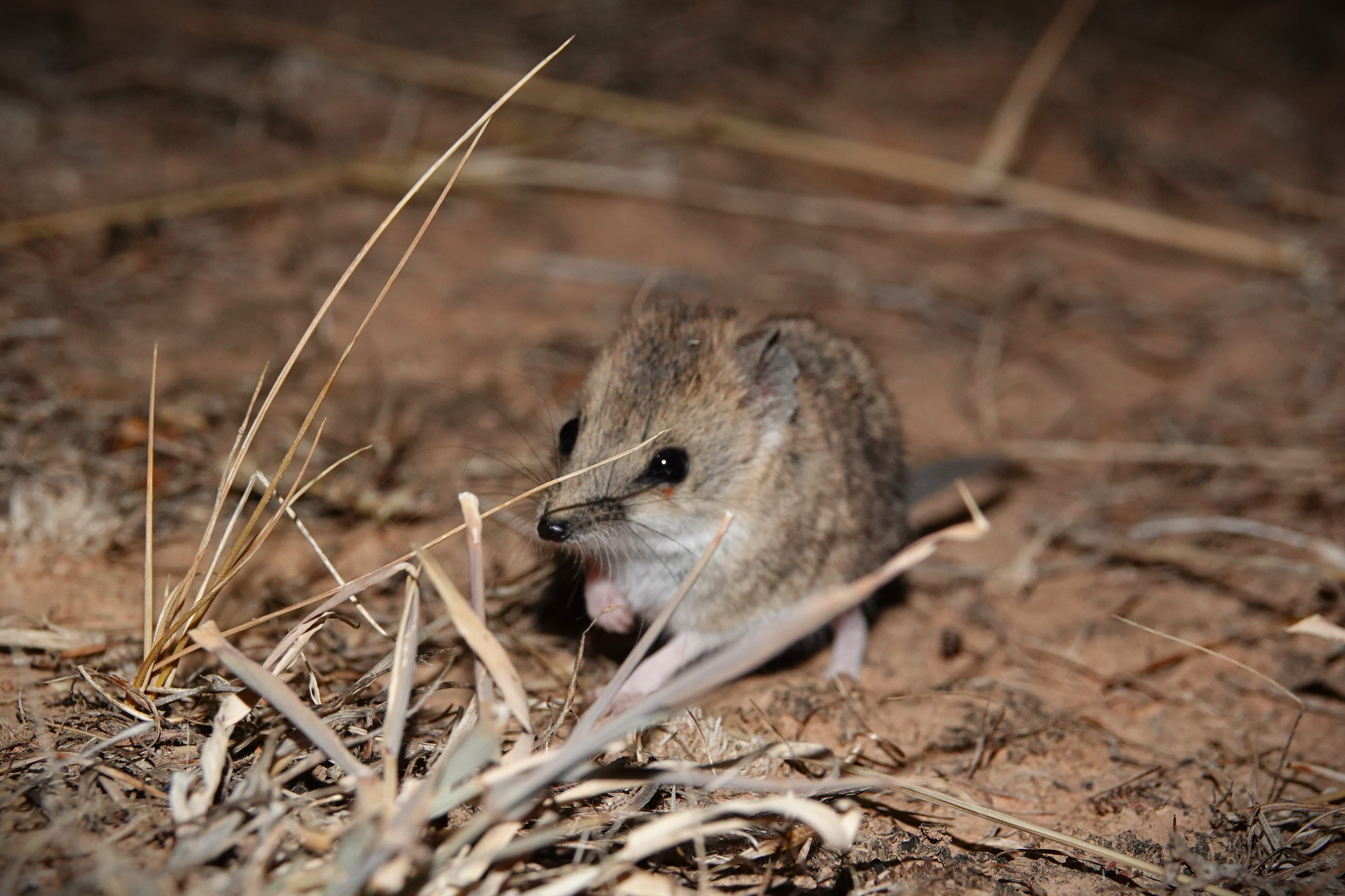 Fat-tailed dunnart sitting in sparse grass