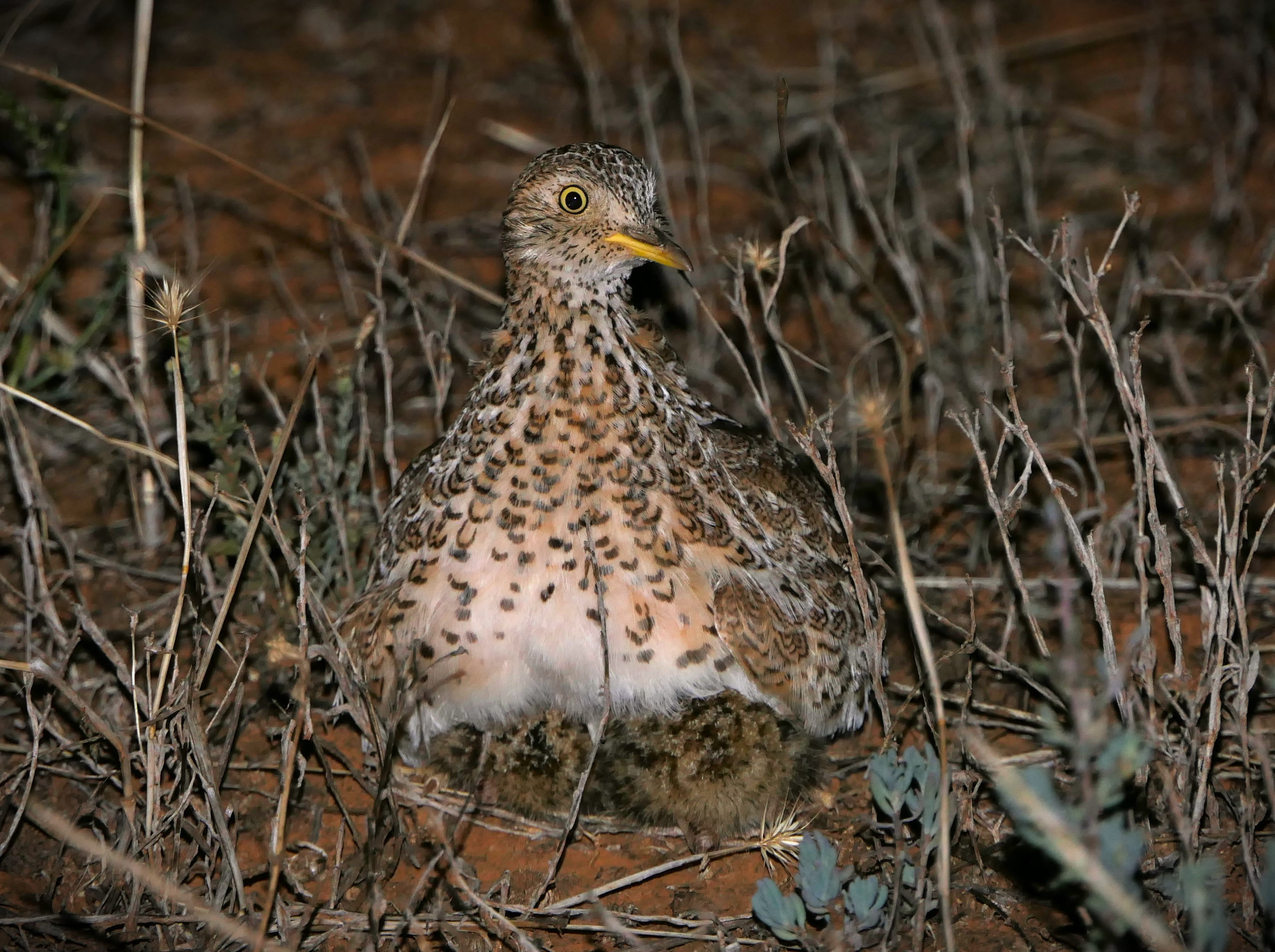A Plains-wanderer bird with two small chicks in grass
