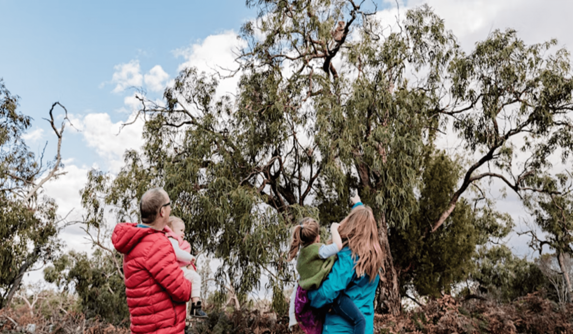 kids and adults pointing at tree