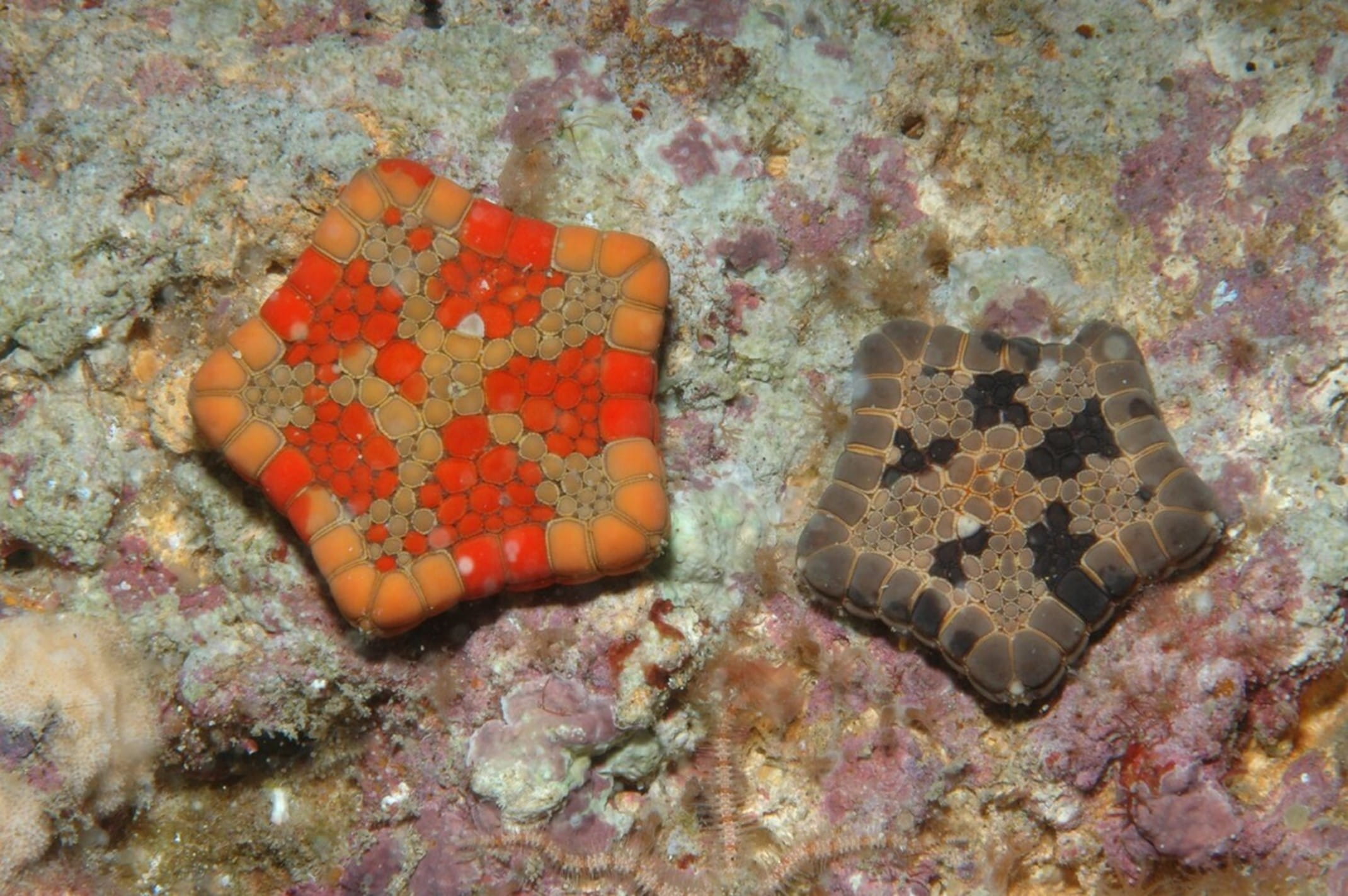 two biscuit stars (one orange and one brown) sit on a rock underwater