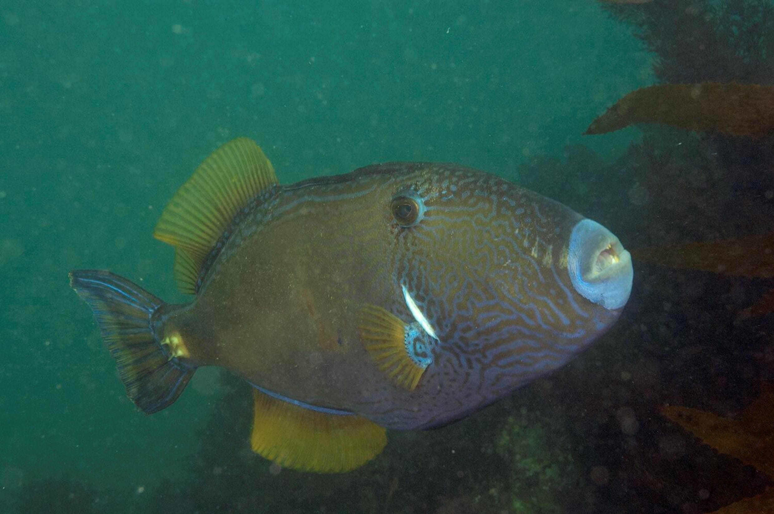 A strange fish with a face like a horse, swims towards the camera.