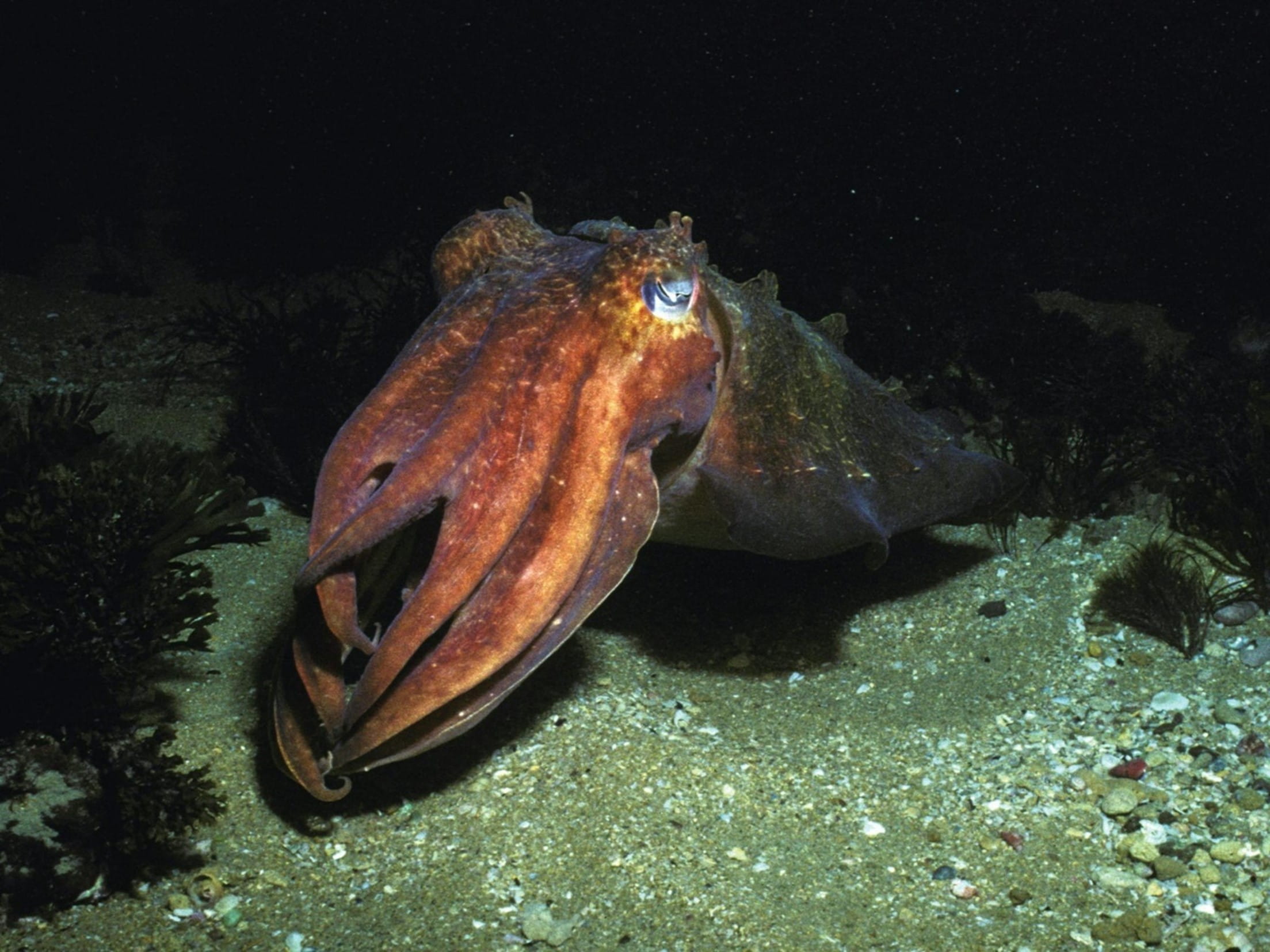 A red cuttlefish with multiple tentacles, sits above the sand.