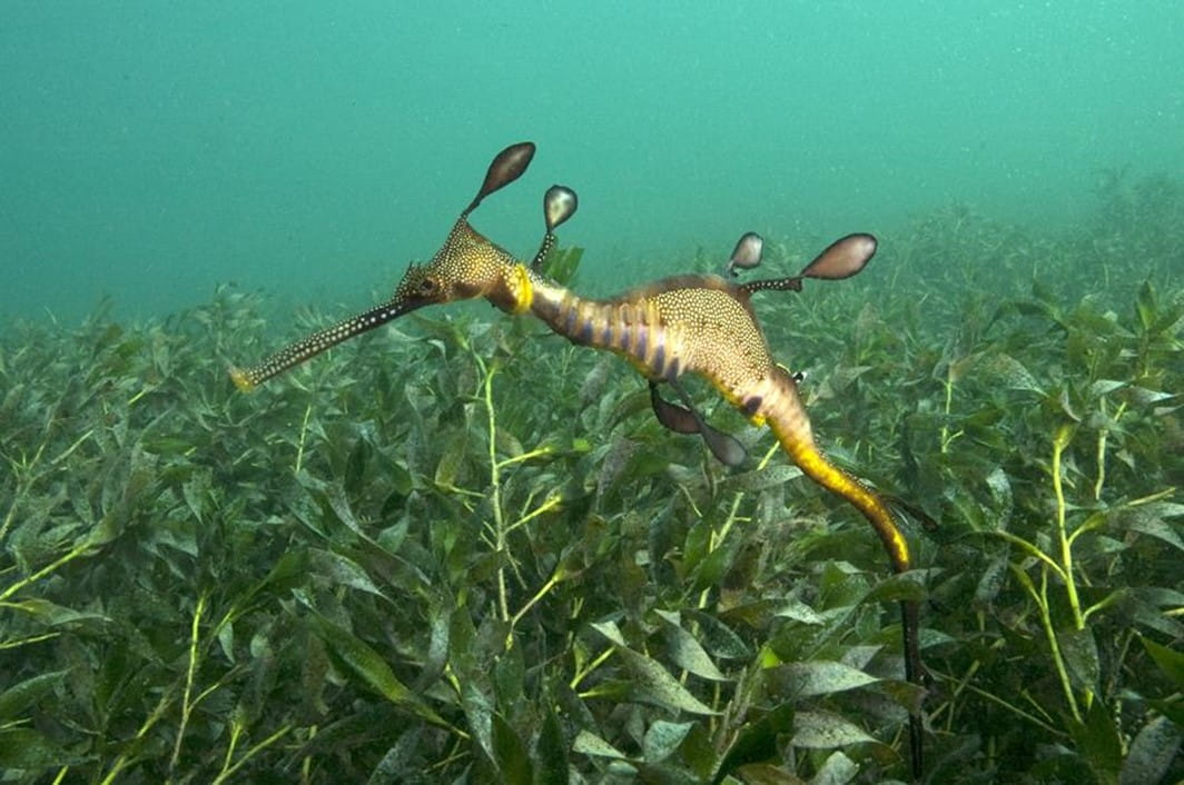 a seahorse-like fish is swimming amongst seagrass