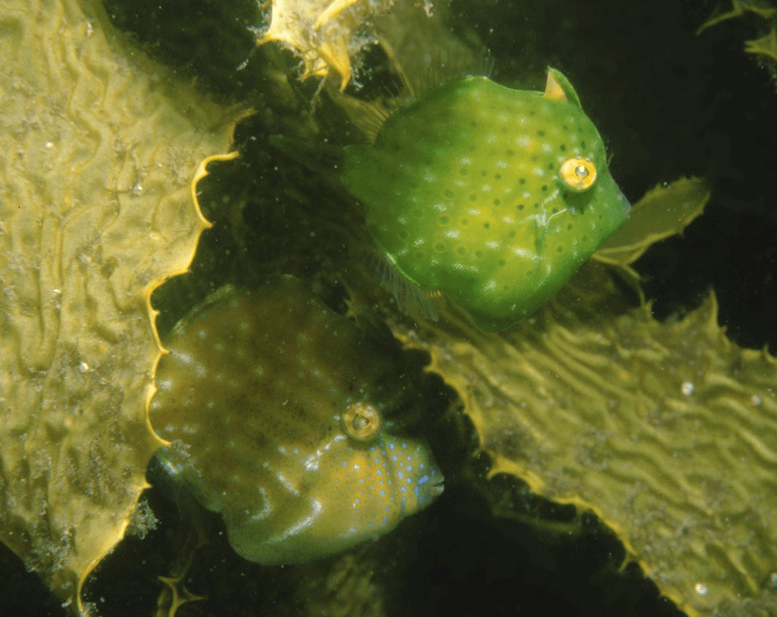 Two small green/yellow fish hide amongst the kelp.