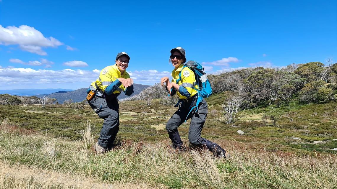 Parks Victoria staff posing as Mountain pygmy-possums in the Victorian alps