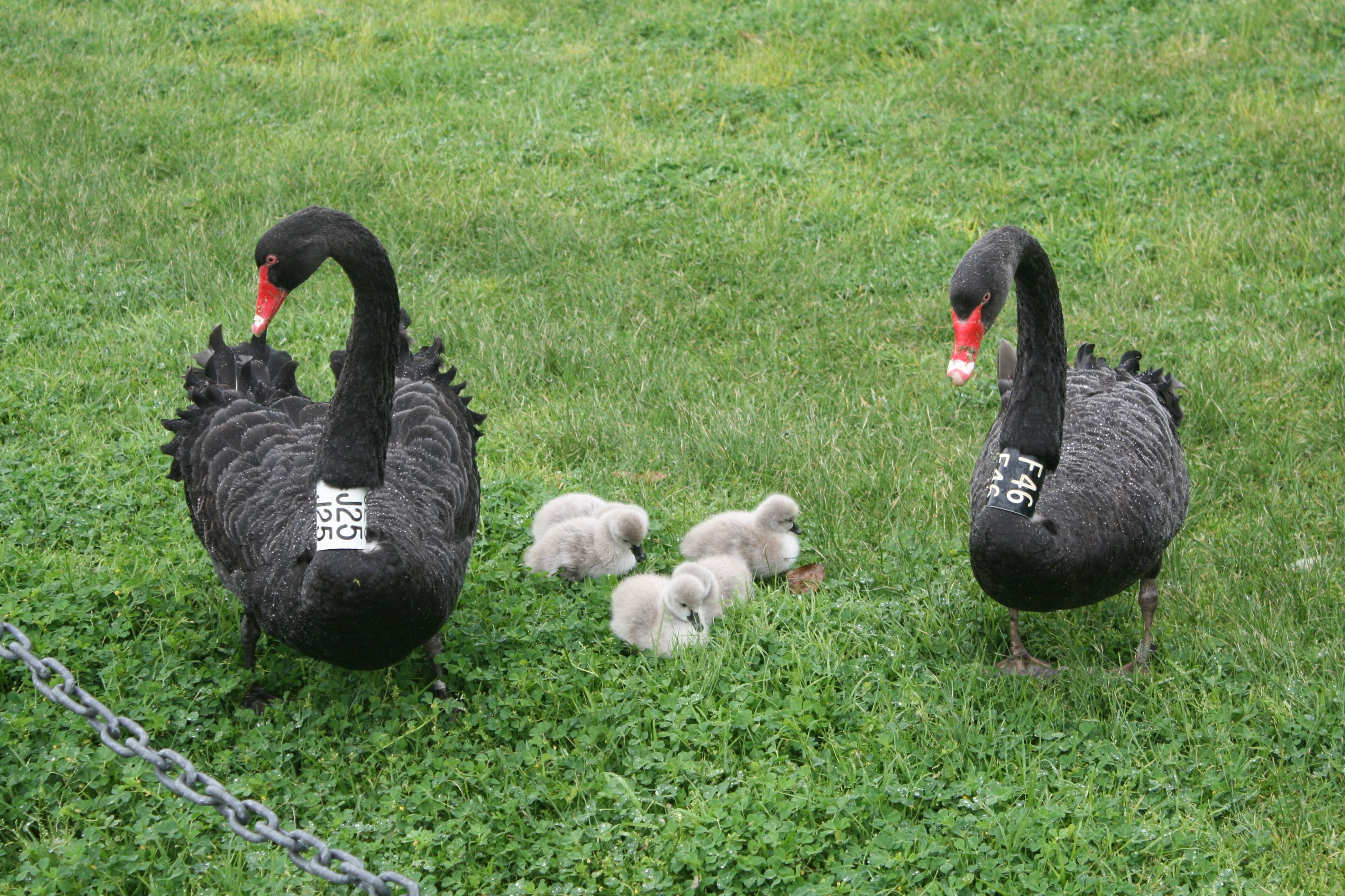 Swans and cygnets at Albert Park