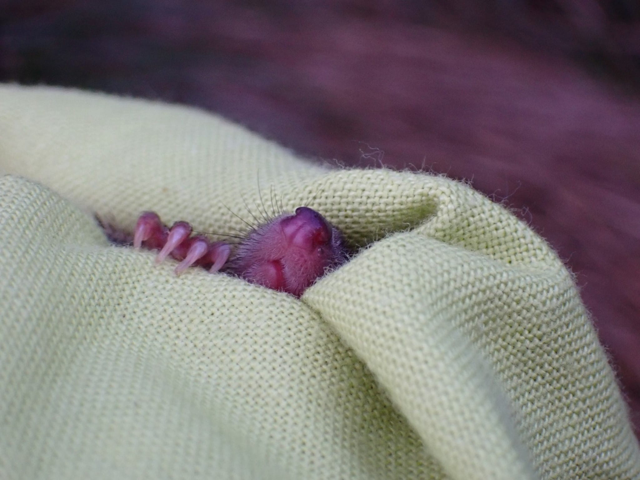 the small, pink snout of an Antechinus is sticking out of a yellow cloth after being captured.