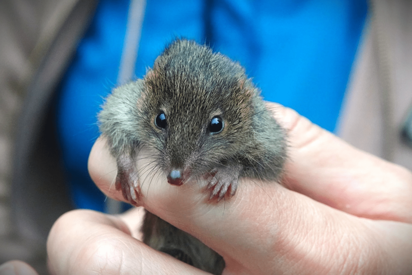 A small brown/grey furry creature is held in someones hand.