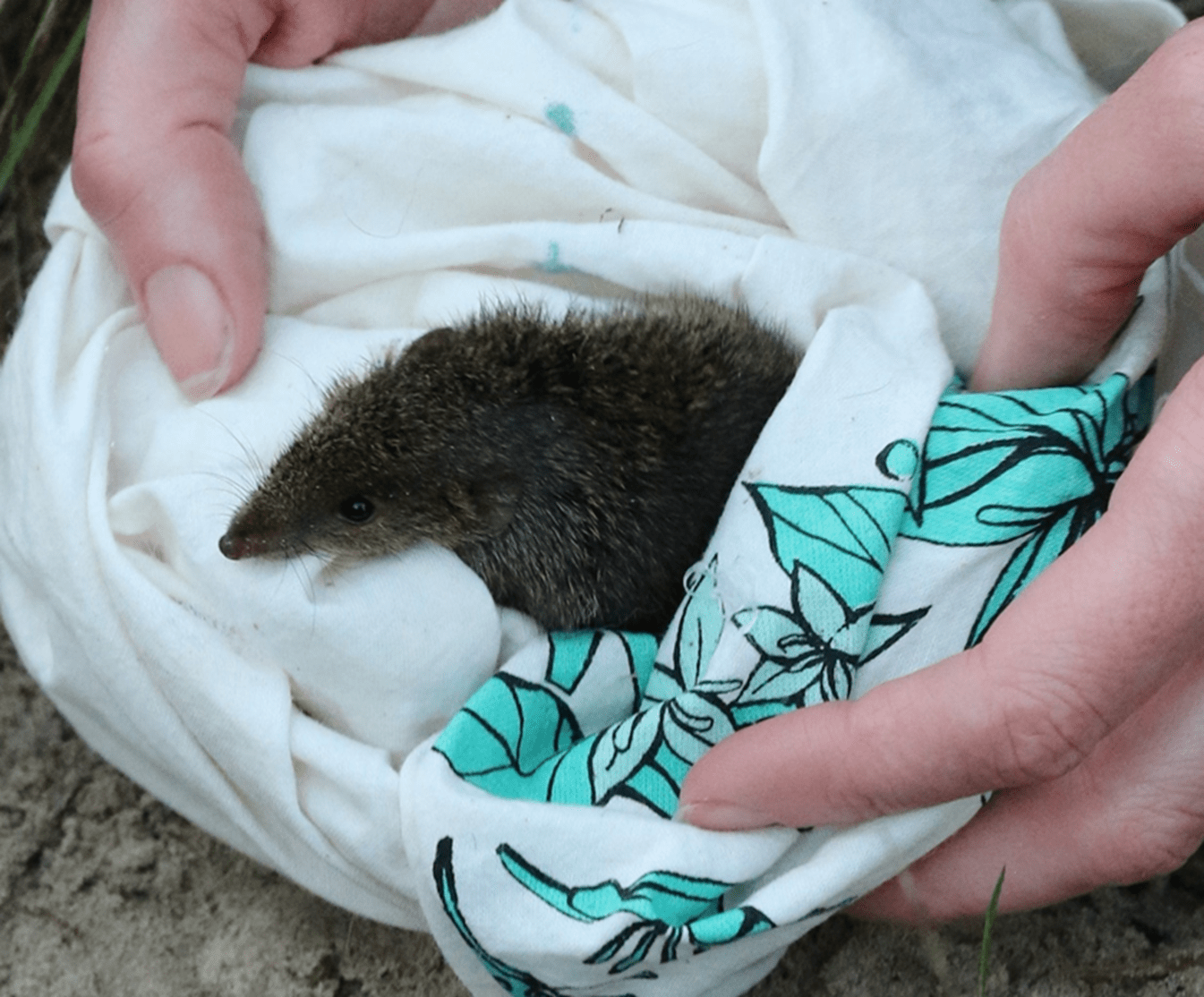 A darkly coloured Antechinus is about to jump out of a white piece of clothing after being examined. 