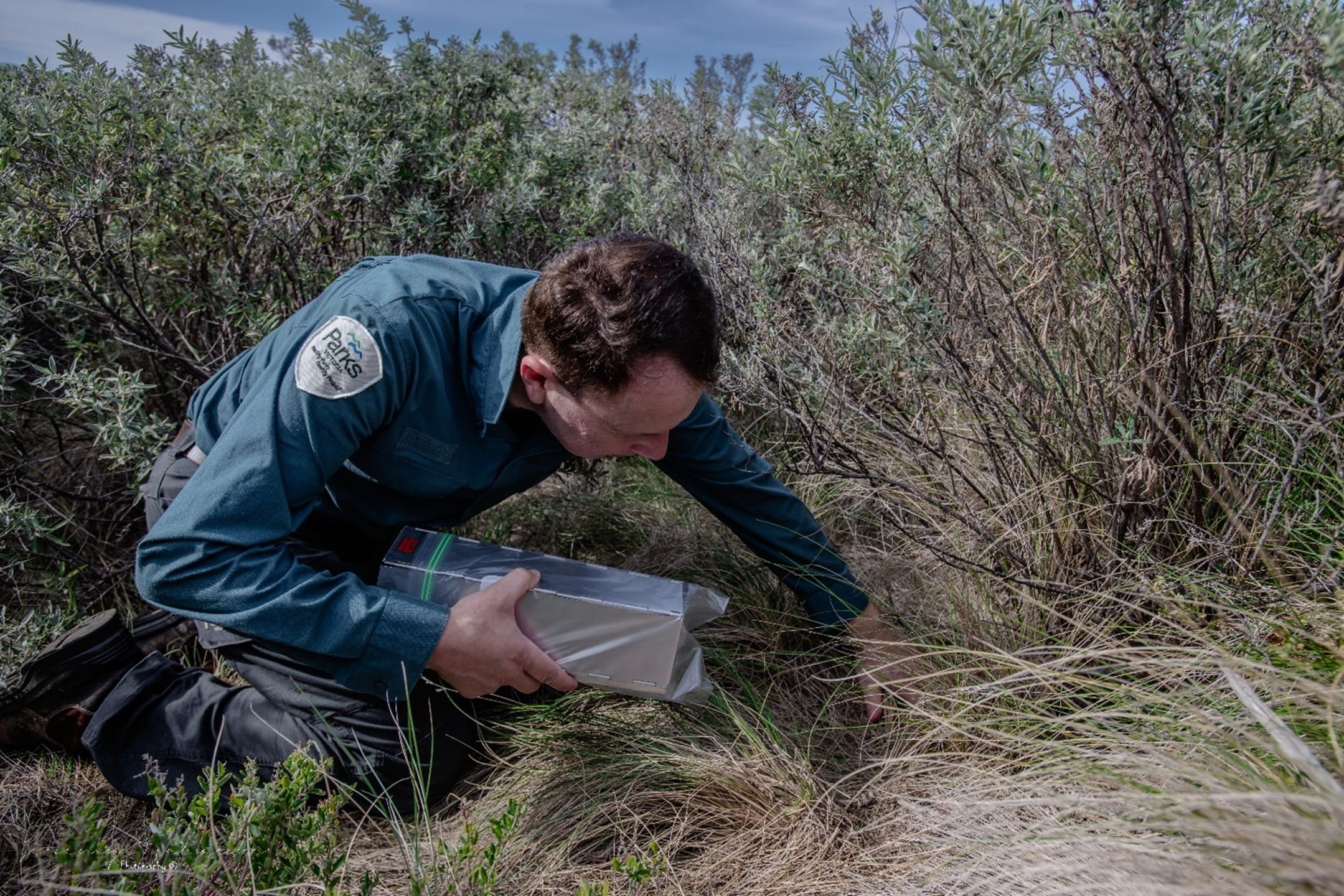 Mark Antos (in a green shirt) is on his knees aurrounding by green vegetation, with a small silver box in his hand about to lay a trap for any unsuspecting Antechinus.