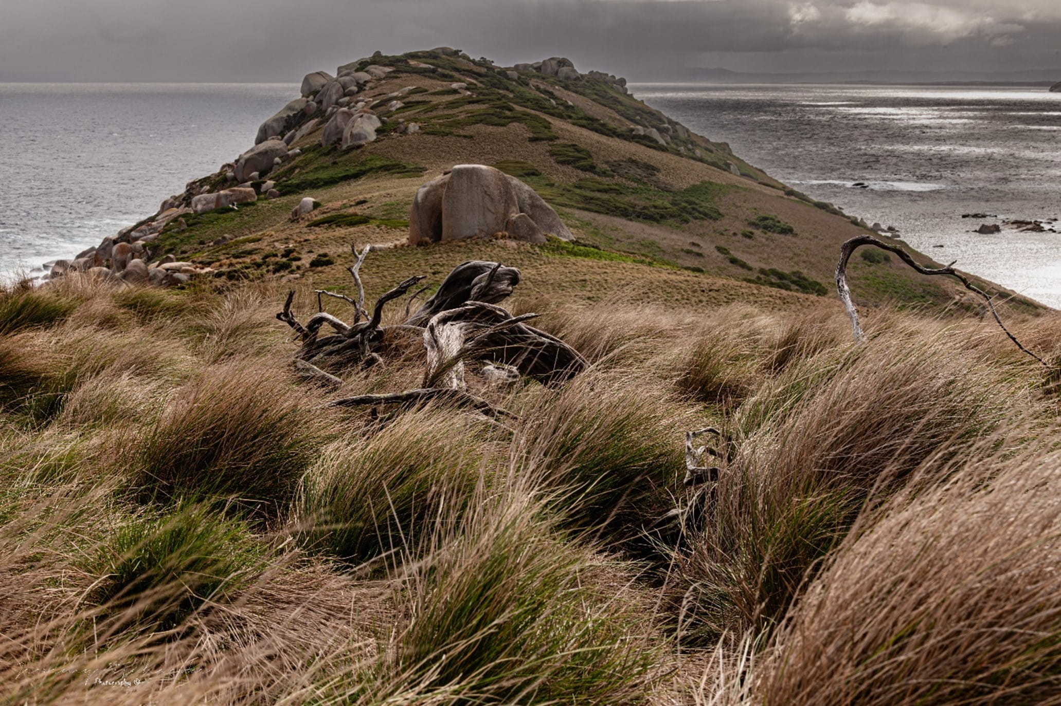 A twisted piece of wood is in the centre of the image, surrounded by thatchets of grass, green and yellow in colour.