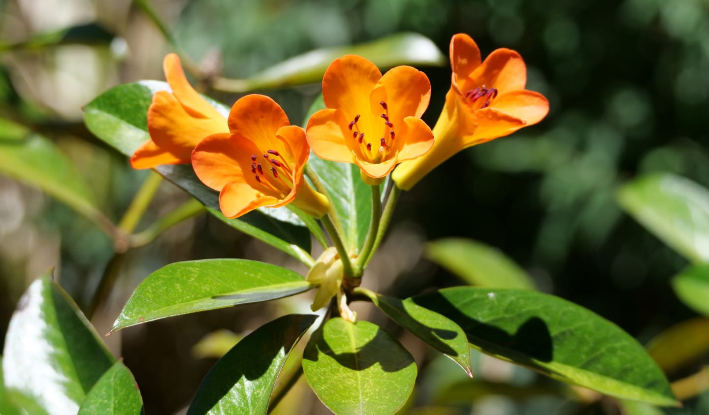 Rhododendrons come in all shapes and colours