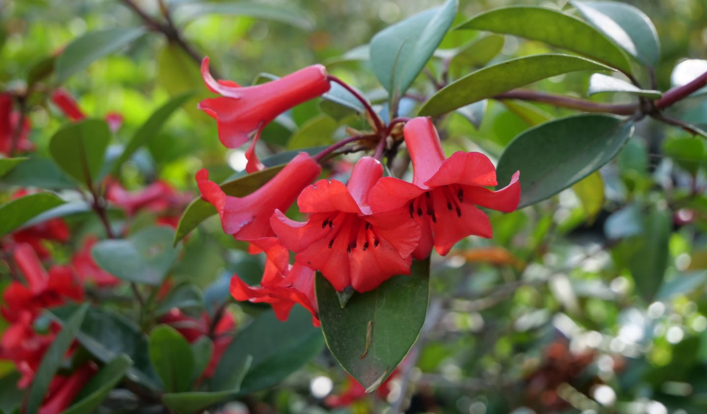 An Australian rhododendron showing off its typical red flowers