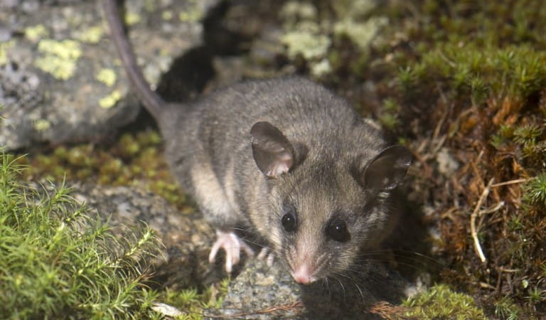 A Mountain Pygmy Possum amongst its boulder habitat