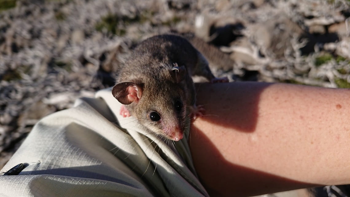 A cute Mountain Pygmy Possum stares into the camera whilst on the arm of Parks Victoria staff member