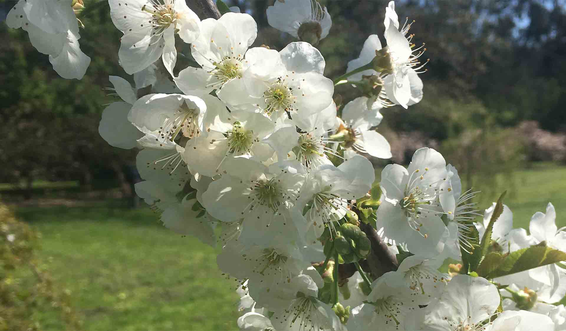 Cherry blossom flowers in full bloom at Banskia Park