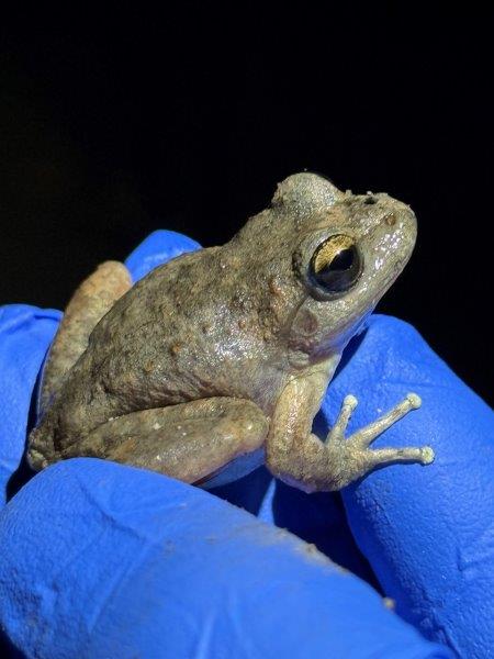 Booroolong Frog